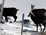 Randonn&eacute;es dans le Jura La D&ocirc;le en raquettes